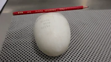 Est-ce que l'oiseau kiwi se mange ? Est-ce que l'oiseau kiwi se mange ?