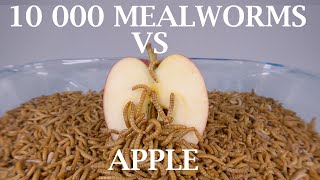 10 000 Mealworms vs APPLE