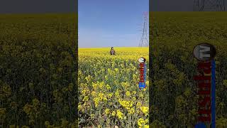 Trakyada Sarı Şölen Başladı. Ğ