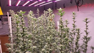 Indoor Organic Living Soil 4x8 bed day 29 flower *UPDATE*