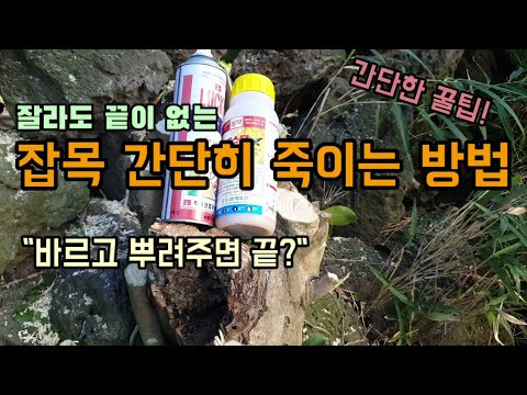 풀약으로 잡목 간단히 제거하는 방법 꿀팁 나무뿌리까지 죽이는방법