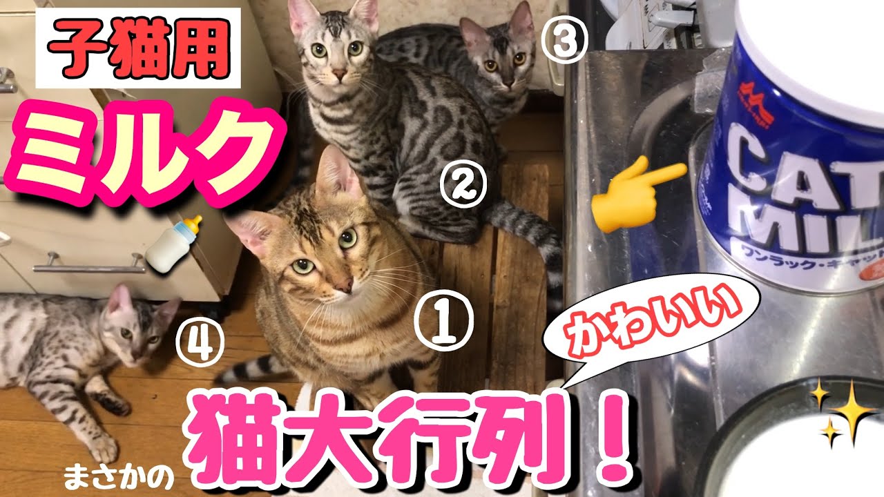 子猫用ミルクにまさかの猫のかわいい大行列が ねこつる 動物がかわいいyoutube動画はここだ