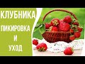 ВТОРОЙ ШАГ УСПЕХА К ВЫСОКОЙ И СТАБИЛЬНОЙ УРОЖАЙНОСТИ КЛУБНИКИ//ПИКИРОВКА КЛУБНИКИ