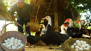 The Duck Farming Business Plan: Start to Profit