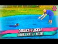 СОБАКА думает, что она РЫБКА! Не хочет уходить из бассейна.  Только за уши можно забрать из воды!