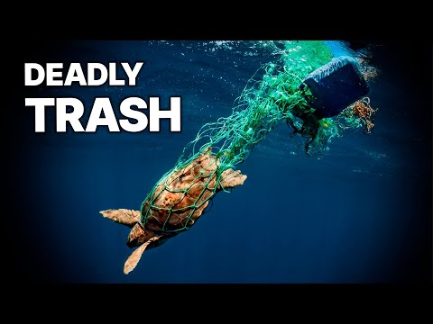 Guardians of the Deep | The Global Fight to Save Our Oceans