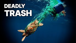 Guardians of the Deep | The Global Fight to Save Our Oceans