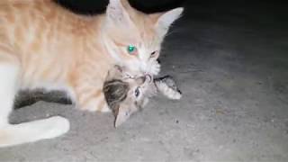 Rude Mother Cat by Animals Love 513 views 5 years ago 1 minute, 50 seconds