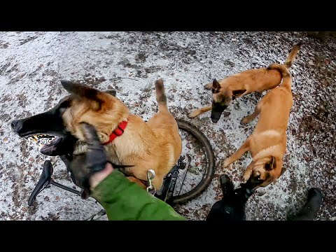 Video: Acest Lab Puppy Getting Roasted este cel mai mare, cel mai ciudat, 30 de secunde video pe care îl vei vedea vreodată