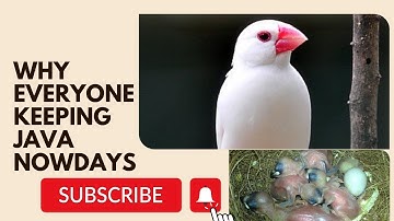 Why everyone keeping java#finches #javasparrow #javabreeding