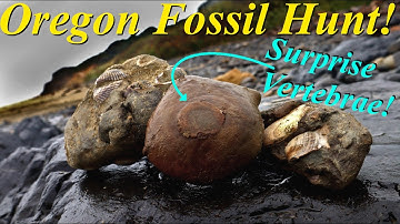 Oregon Road Trip! Hunting the Beach for a Surprise Vertebrae, Shell Fossils & Smoky Quartz Pit Stop!