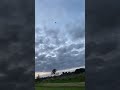 Flying penis