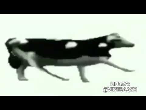 Корова танцует под польскую музыку 1 час