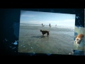 Jupiter Florida's wonderful dog beach Jupiter Florida's wonderful dog beach