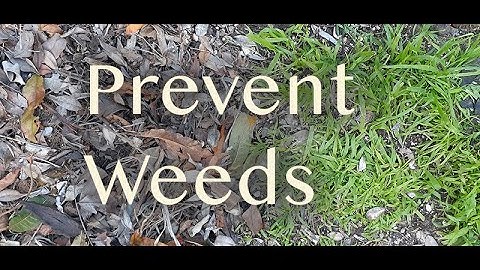Easy TRICK | How to PREVENT WEEDS IN GARDEN for good! (Part 1)