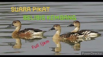 SUARA PIKAT BELIBIS KEMBANG Full 1jam