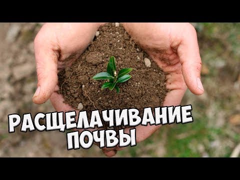 Расщелачивание почвы 🌱 Доломитовая мука, зола, известь 🌱 Советы опытного садовода