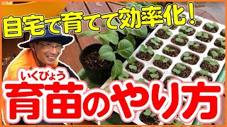 簡単！白菜の育苗(いくびょう)の方法をプロが解説！家庭で苗を育てて効率化！実際の植え方も紹介します！【シェア畑】【栽培生活】【家庭菜園】