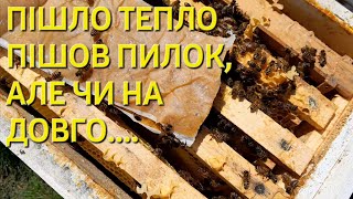 ПІШЛО ТЕПЛО ПІШОВ ПИЛОК, АЛЕ ЧИ НА ДОВГО... #бджільництвов6тирамвуликах