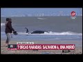 Dramático rescate de 7 orcas varadas