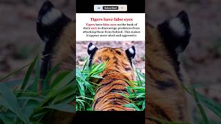 False eyes of tigers. #facts #factshorts #informativefacts #factaboutanimals #viral
