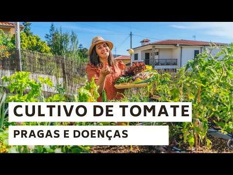 Vídeo: Dicas para cultivar tomates ciganos - jardinagem know how