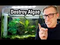 7 Tips to Remove Algae from Your Aquarium