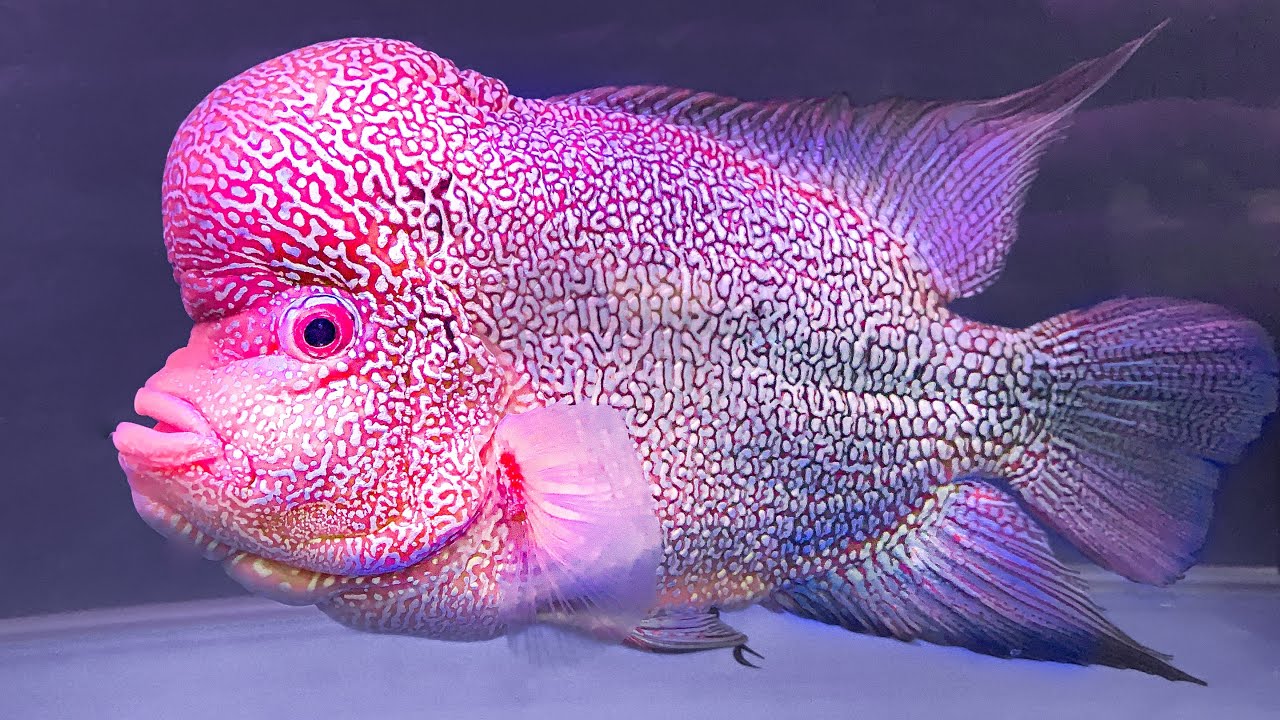 World's Top Flowerhorns CIPS 2019 Flowerhorn Competition YouTube