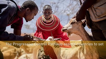 The Progressive Control Pathway for TADs