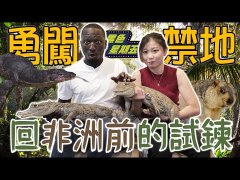 回非洲前的試鍊「黑龍勇闖秘密禁地實測膽量」挑戰徒手餵鱷魚右手女友差點就不見？！【黑色星期五】#83@哇係黑龍 @鱷鄰居&沙西米 Croco Sashimi