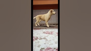 3D animation sweet labrador retriever under the table