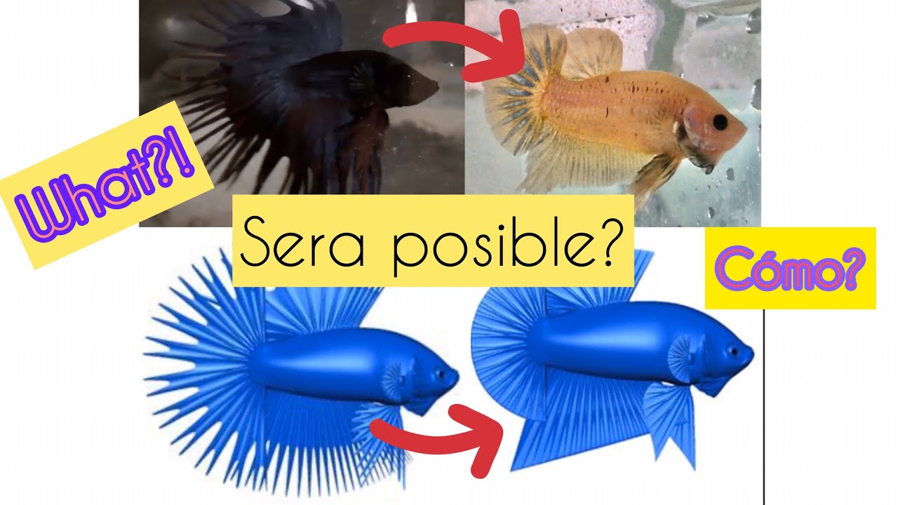 DOCUMENTAL GENETICA del pez BETTA! Cómo crear una línea Bettaclubargentina ESCARAPELA #2018/2020