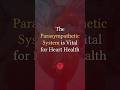 The Parasympathetic System is Vital for Heart Health #Shorts