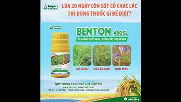 LÚA 20 NGÀY CÒN SÓT CỎ CHÁC LÁC THÌ DÙNG THUỐC GÌ ĐỂ DIỆT?