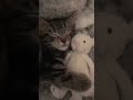 “Tiny paws, big dreams, and a cuddly companion by the side.” #cats #pets