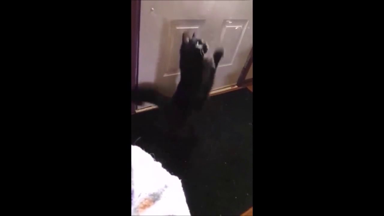 Cute Black Cat Demon Chases The Dust - YouTube