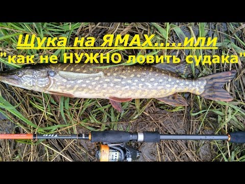 ловим судака в июне видео ловим судака в июне видео