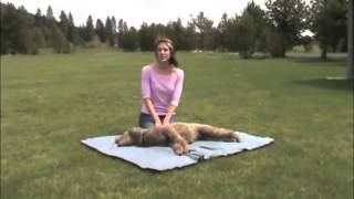 Dog CPR for BT NSC Veterinary Science Class