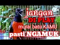 MURAI BATU GACOR BONGKAR ISIAN √√ masteran murai batu