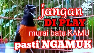 MURAI BATU GACOR BONGKAR ISIAN √√ masteran murai batu