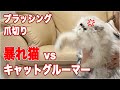 【暴れ猫】vs キャットグルーマー。みーちゃん先生の驚愕のハンドリング技術【爪切り・ブラッシング編】