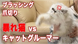 【暴れ猫】vs キャットグルーマー。みーちゃん先生の驚愕のハンドリング技術【爪切り・ブラッシング編】