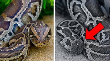 Thousands of Pythons Started Appearing Headless In Florida.. The Truth Left Everyone Stunned