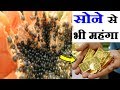 पपीते से कहीं ज्यादा फायदेमंद हैं इसके बीज़ , लाख दुखों की एक दवा // BENEFITS OF PAPAYA SEEDS