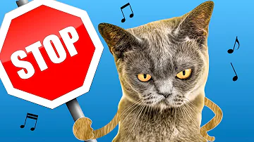 You Don't Own Me - Parody Song sung by CATS! 😸