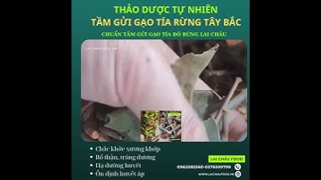 Tầm gửi gạo tía rừng Tây Bắc