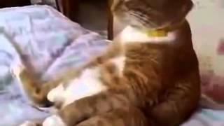 Кот смотрит мультик про Винни Пуха. Умора!!! Кот смотрит мультик про Винни Пуха. Умора!!!