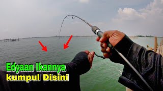 EDYAN !! CUMA SEBENTAR SUDAH STRIKE BERTUBI- TUBI || MANCING SEMARANG