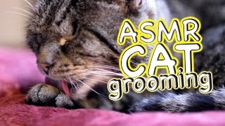 ASMR Cat - Grooming #36 by CatCloseUps 39,808 views 7 years ago 8 minutes, 1 second