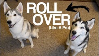 Teach Your Husky To Roll Over!  Siberian Husky Tips And Tricks